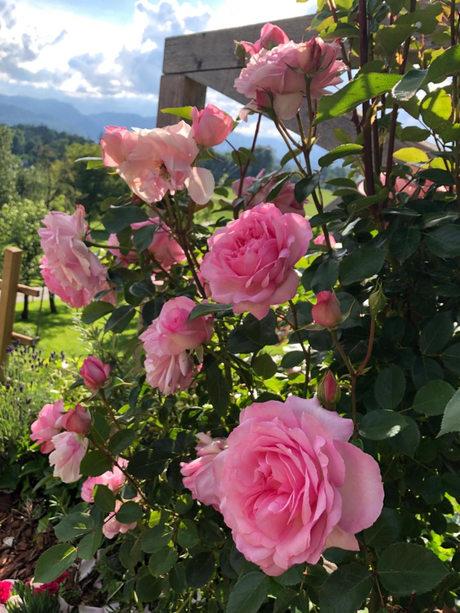 Apartma Rosa Spodnji Otok Εξωτερικό φωτογραφία